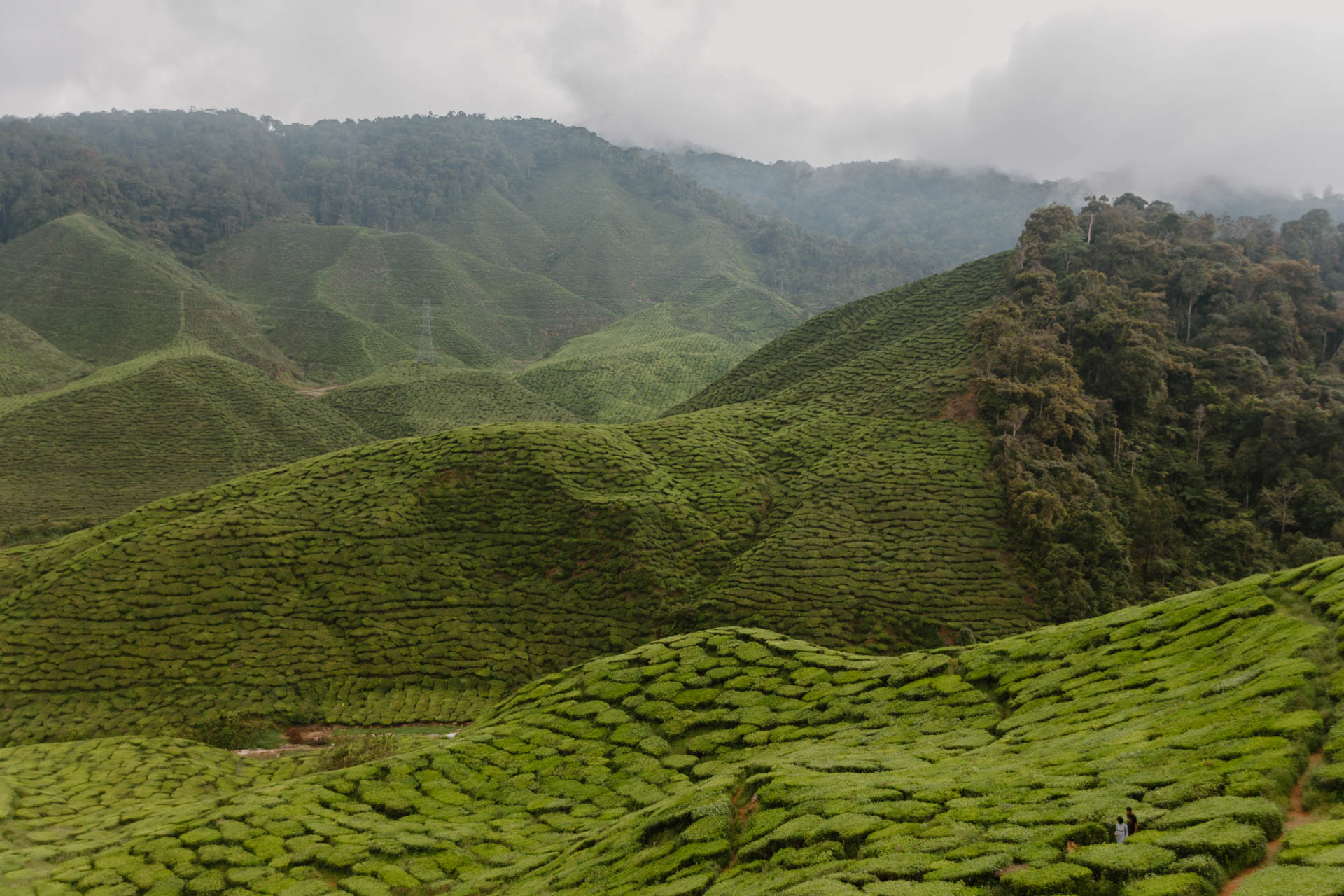 2017 04 28 Cameron Highlands 4